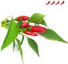 Seemned nutipotti Click & Grow SGR67X3, Piri Piri tšillipipar, 3 tk