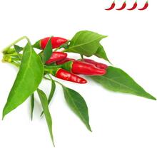 Seemned nutipotti Click & Grow SGR67X3, Piri Piri tšillipipar, 3 tk