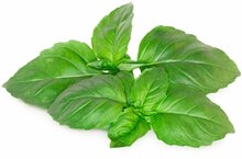 Seemned nutipotti Click & Grow Smart Garden Marseille Basil, SGR99X3, 3 tk