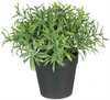 Kunsttaim potis Splendid Herbs 1, 20 cm, roheline