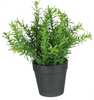 Kunsttaim potis Splendid Herbs 3, 22 x 15 cm, roheline