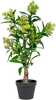 Kunsttaim House Nordic Skimmia Tree, 75 cm, roheline