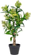 Kunsttaim House Nordic Skimmia Tree, 75 cm, roheline