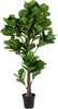 Kunsttaim House Nordic Fiddle Leaf Tree, 190 cm, roheline