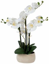 Kunsttaim orhidee Home4you Wind In Garden, 55 cm, valge