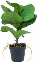 Kunsttaim potis Home4you Greenland Clusia rosea, roheline, 35 cm