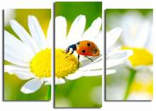 Kolmeosaline reproduktsioon Wallity 3PATK-77, 66 x 45 cm