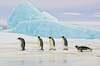 Pilt Penguins SIGNAL MEBLE, 120 x 80 cm