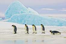 Pilt Penguins SIGNAL MEBLE, 120 x 80 cm