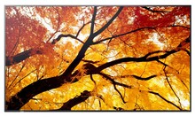 Sharp MultiSync M502